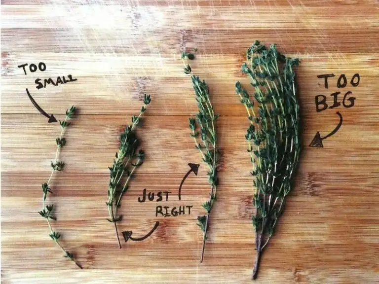 What Is a "Sprig" of Thyme? How To Use It? Grocery Store Dive