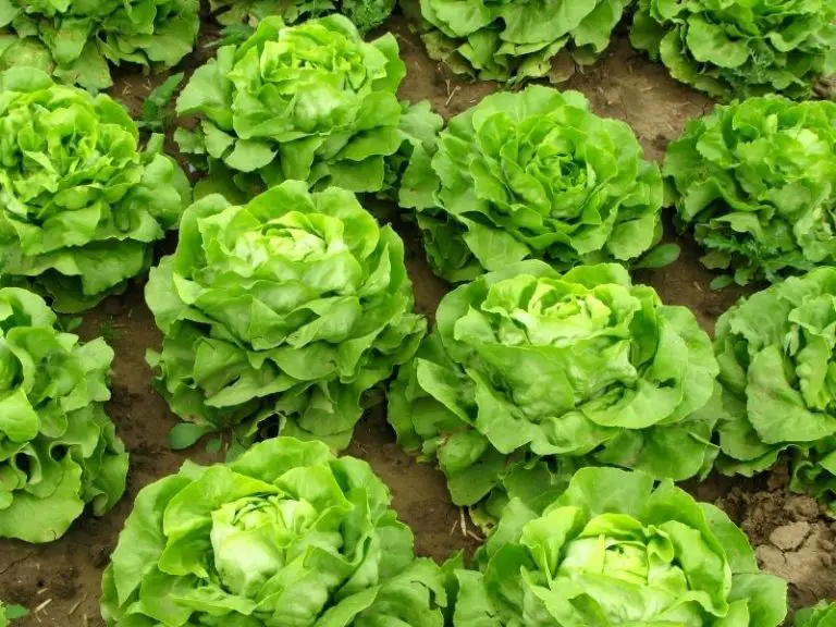 Is Lettuce a Vegetable? Grocery Store Dive