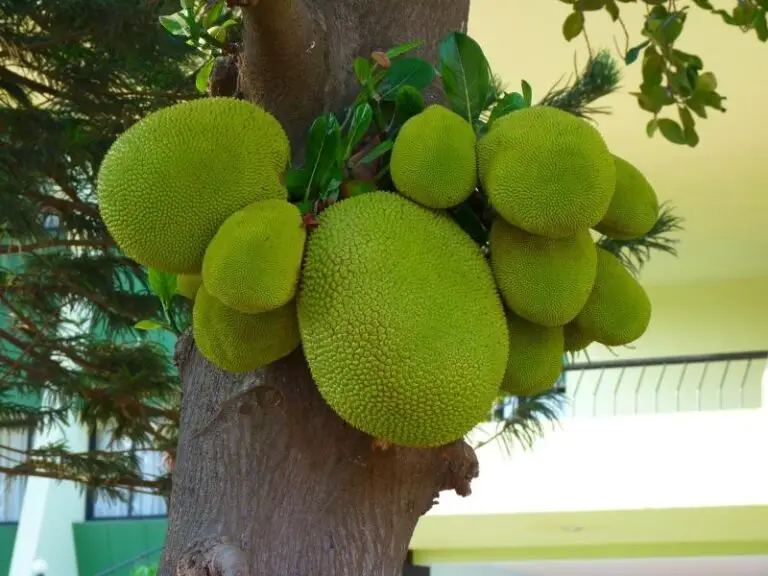 Where is jackfruit in the grocery store? Grocery Store Dive