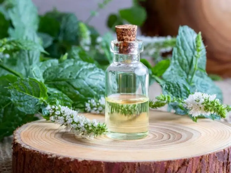 Where To Find Peppermint Oil in Grocery Stores? Grocery Store Dive