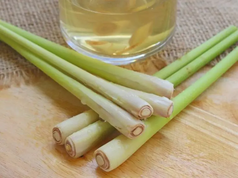 Where Is Lemongrass in the Grocery Store? Grocery Store Dive